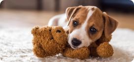 Identification du chien, quel changement à partir du 1er mai?
