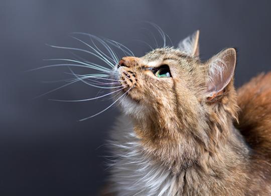 Vétérinaire pour chat