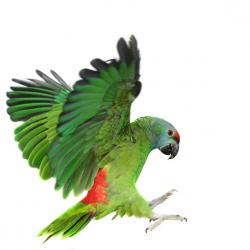 vétérinaire oiseau Charleroi vétérinaire oiseau Charleroi